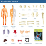 3D Human Body Torso Model for Kid, Anatomy, Skeleton, Removable, Simulation, Organ and Skeleton, Detachable Bone Body Models
