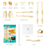 3D Human Body Torso Model for Kid, Anatomy, Skeleton, Removable, Simulation, Organ and Skeleton, Detachable Bone Body Models