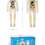 3D Human Body Torso Model for Kid, Anatomy, Skeleton, Removable, Simulation, Organ and Skeleton, Detachable Bone Body Models