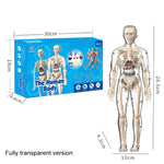 3D Human Body Torso Model for Kid, Anatomy, Skeleton, Removable, Simulation, Organ and Skeleton, Detachable Bone Body Models