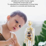 3D Human Body Torso Model for Kid, Anatomy, Skeleton, Removable, Simulation, Organ and Skeleton, Detachable Bone Body Models
