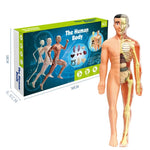 3D Human Body Torso Model for Kid, Anatomy, Skeleton, Removable, Simulation, Organ and Skeleton, Detachable Bone Body Models