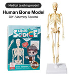 3D Human Body Torso Model for Kid, Anatomy, Skeleton, Removable, Simulation, Organ and Skeleton, Detachable Bone Body Models