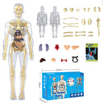 3D Human Body Torso Model for Kid, Anatomy, Skeleton, Removable, Simulation, Organ and Skeleton, Detachable Bone Body Models