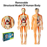 3D Human Body Torso Model for Kid, Anatomy, Skeleton, Removable, Simulation, Organ and Skeleton, Detachable Bone Body Models