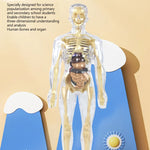 3D Human Body Torso Model for Kid, Anatomy, Skeleton, Removable, Simulation, Organ and Skeleton, Detachable Bone Body Models