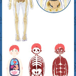 3D Human Body Torso Model for Kid, Anatomy, Skeleton, Removable, Simulation, Organ and Skeleton, Detachable Bone Body Models
