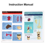 3D Human Body Torso Model for Kid, Anatomy, Skeleton, Removable, Simulation, Organ and Skeleton, Detachable Bone Body Models
