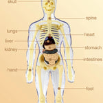3D Human Body Torso Model for Kid, Anatomy, Skeleton, Removable, Simulation, Organ and Skeleton, Detachable Bone Body Models