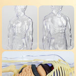 3D Human Body Torso Model for Kid, Anatomy, Skeleton, Removable, Simulation, Organ and Skeleton, Detachable Bone Body Models