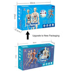 3D Human Body Torso Model for Kid, Anatomy, Skeleton, Removable, Simulation, Organ and Skeleton, Detachable Bone Body Models
