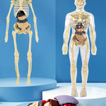 3D Human Body Torso Model for Kid, Anatomy, Skeleton, Removable, Simulation, Organ and Skeleton, Detachable Bone Body Models